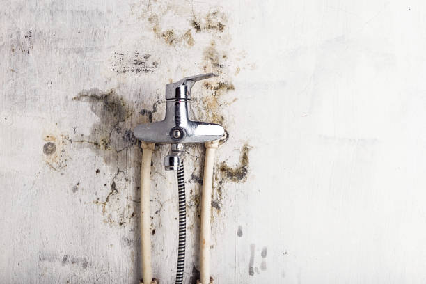 Best Certified Mold Removal  in Fulton, MO
