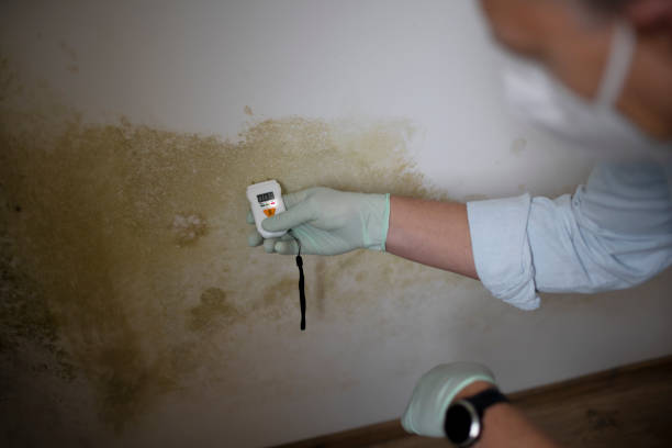 Best Local Mold Removal Service  in Fulton, MO